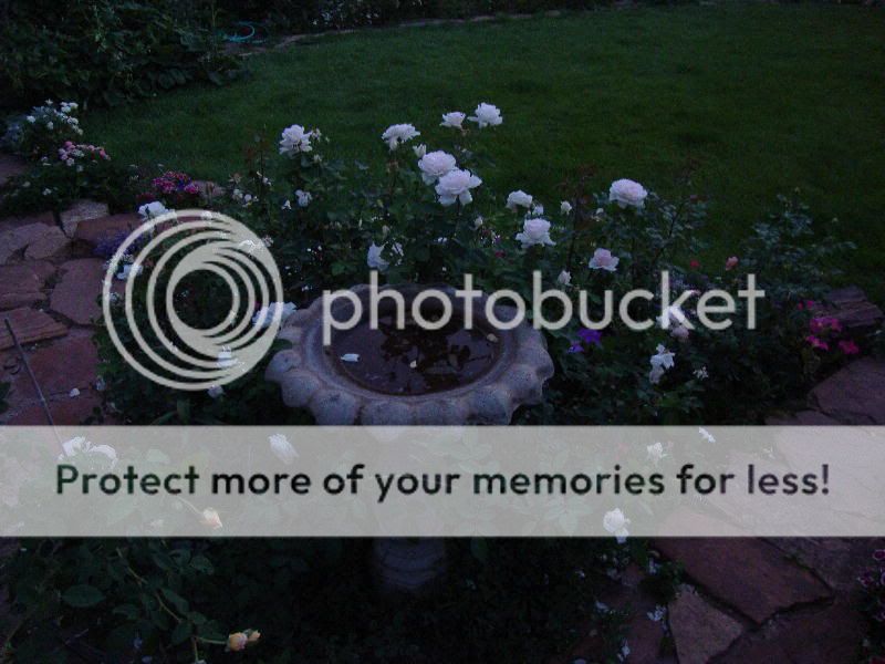 Prairie Star in the evening